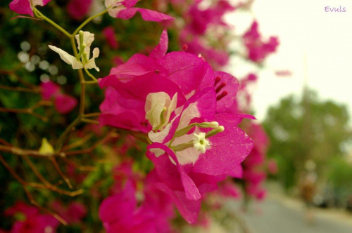 Pięknie kwiaty
Wspomnienia z Krety. 09.2010r #AghiaPelagia #Kreta #wyspa #Grecja