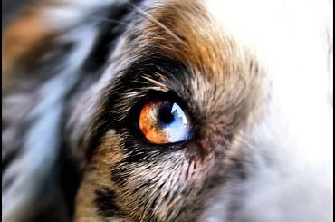 #OwczarekAustralijski #aussie #AustralianShepherd