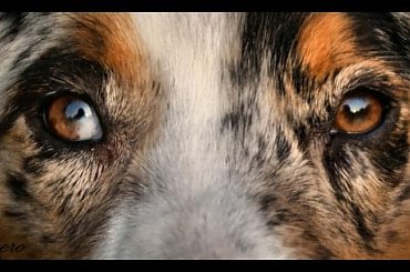 #OwczarekAustralijski #aussie #AustralianShepherd