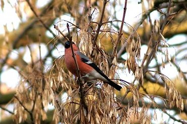 Gile , BULLFINCH #BULLFINCH #Gil #ptaki #birds #xnifar #rafinski