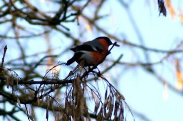Gile , BULLFINCH #BULLFINCH #Gil #ptaki #birds #xnifar #rafinski