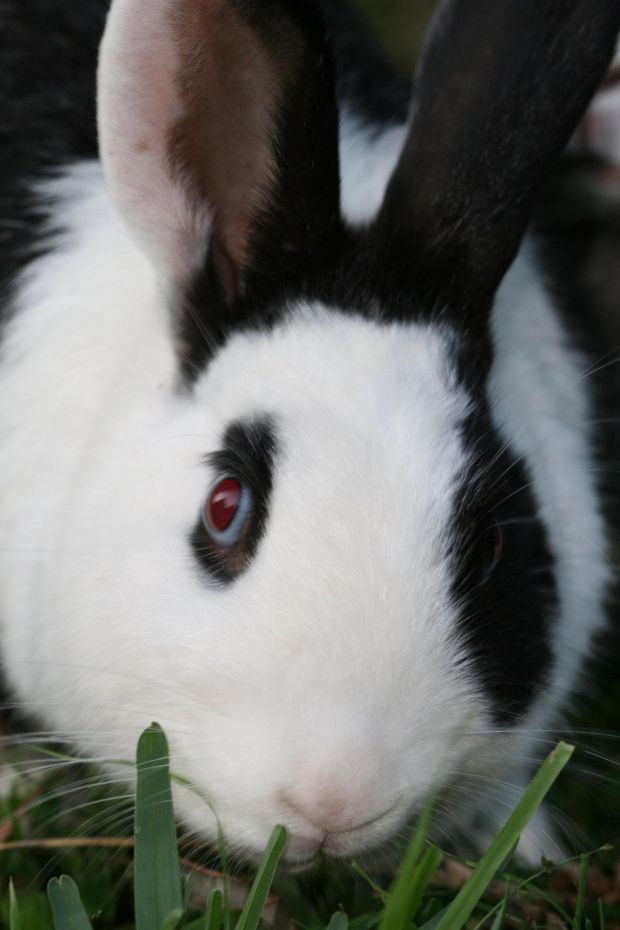 Portret wiekszej kroliczki zwanej Panda.