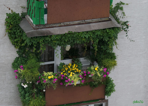 podglądnięte ... balkon na 5 piętrze wieżowca ... zrobione z 9 piętra ... #kwiaty #zieleń #lato #NaBalkonie