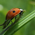 Ta sama biedronka z profilu ,a wiec tu wchodzi na czubek zdzbla trawy i jest takiego koloru jak na poprzedniej fotce,niemalowana...:)) #biedronka #natura #owady