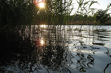 #niebo #rośliny #słońce #szuwary #trzciny #woda #zalew