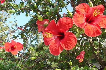 #Kreta #wyspa #Santorini #wyprawa #natura #mozre #ocean #zatoka #port #domy #biale #kolory #romantycznie