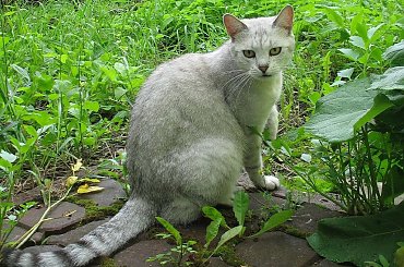 #Czupurki #Sreberko #Kotki