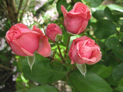 Róże czerwcowe