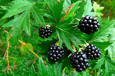 jesień z ogródka ... #owoce #jeżyny #ogród #jesień