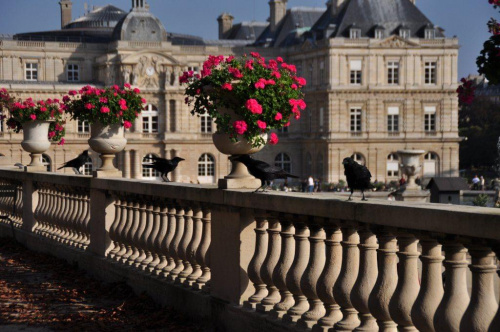 Paryż-Jardin Du Luxembourg #ParyżParisJardinDuLuxembourg