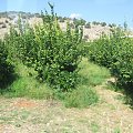 Grecja - Tolo