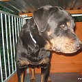 #rottka #rottweiler