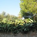 Grecja - Tolo