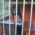 #rottka #rottweiler