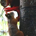 Wiewiórki przy pojemnikach. #zwierzęta