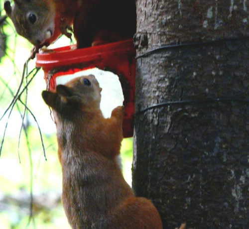 Wiewiórki przy pojemnikach. #zwierzęta