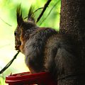 Wiewiórki maja na drzewach umieszczone pojemniki z orzeszkami i podstawki na, których mogą siadać. #zwierzęta