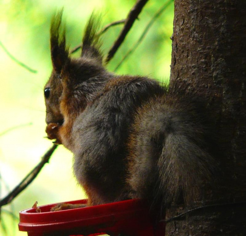 Wiewiórki maja na drzewach umieszczone pojemniki z orzeszkami i podstawki na, których mogą siadać. #zwierzęta