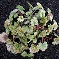 Heuchera sanginuea ' Snow Storm'