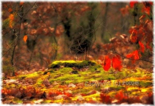 zielony jesienny mech... #przyroda #krajobraz #pejzaż #jesień #fotoel