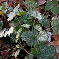 Heuchera sanguinea 'Snow Storm'