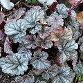 'Cinnabar Silver'