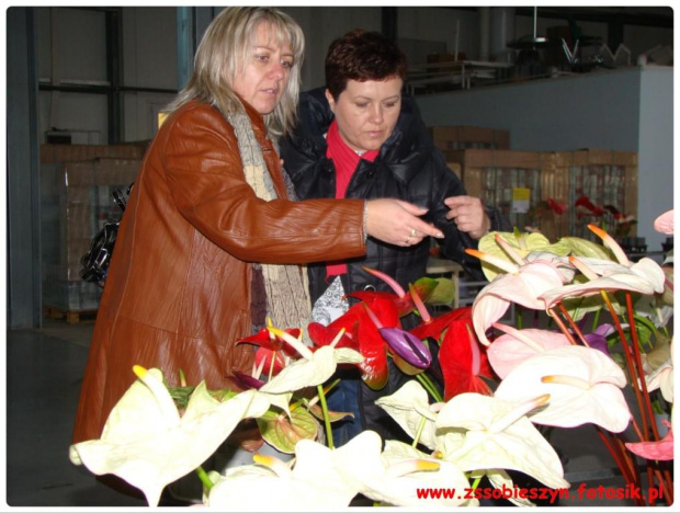 Wycieczka do JMP Flowers w Stężycy czyli...namiastka raju na ziemi