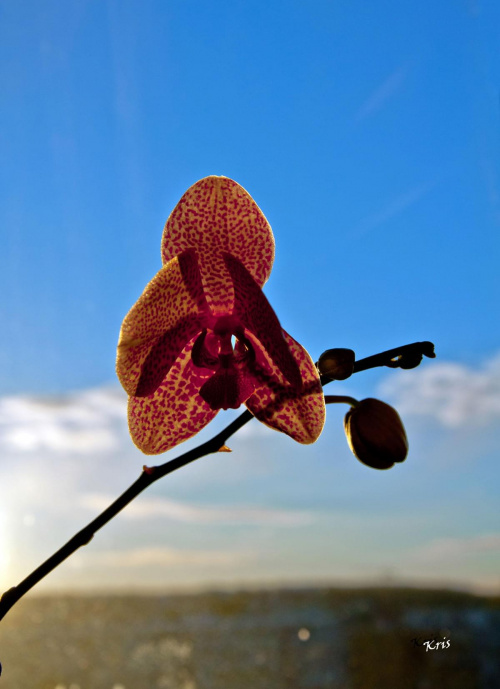 Orchidea... #Makro