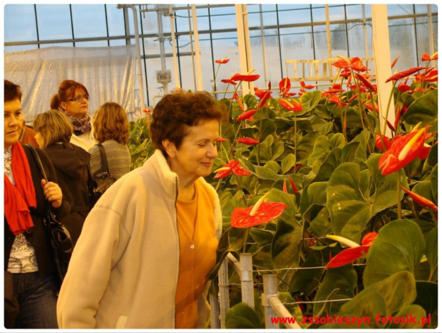 Wycieczka do JMP Flowers w Stężycy czyli...namiastka raju na ziemi