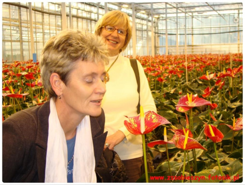 Wycieczka do JMP Flowers w Stężycy czyli...namiastka raju na ziemi