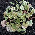 Heuchera sanginuea ' Snow Storm'