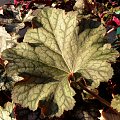 Heuchera Pinot Noir