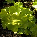 Heuchera Key Lime Pie + 'Pistache'