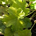 Heuchera Key Lime Pie