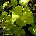 Heuchera Key Lime Pie + 'Pistache'