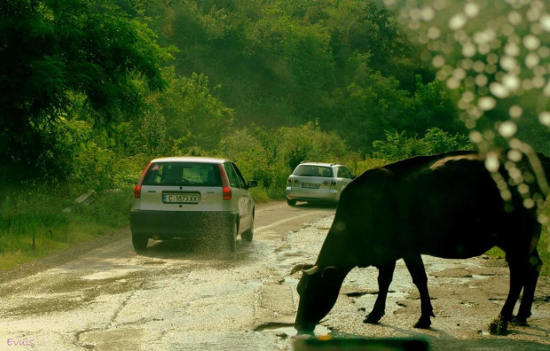 Droga krajowa w Bułgarii :)
Krówka wyszła sobie aby się napić z dziury w asfalcie :) #Bułgaria #droga #ulica #podróż