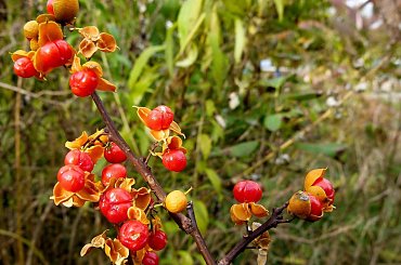 jesiennie ... #owoce #krzewy #dławisz #ogród #jesień