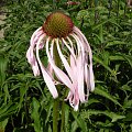 ECHINACEA pallida 'Hula Dancer'