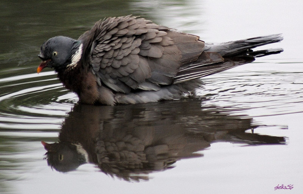 gołąbek w kąpieli c.d. ... :)) #gołębie #ptaki #lato #natura