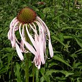 ECHINACEA pallida 'Hula Dancer'