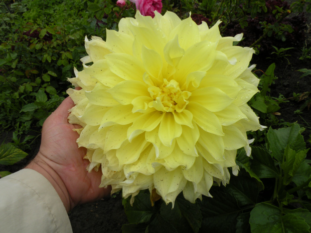 Dahlia 'Kelvin Floodlight'