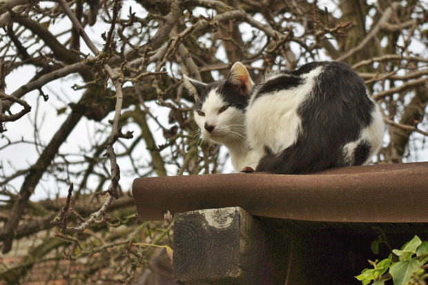ostatnio ciągle spotykam koty- na torach, w drodze z pracy, na dachu... :) #kot