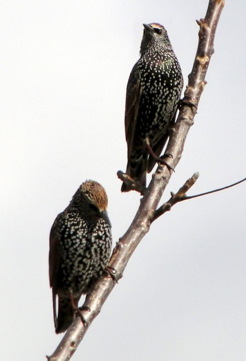 Szpak zwyczajny - Sturnus vulgaris . Data : 26.10.2010. Miejscowość : Piaski Wielkopolskie .