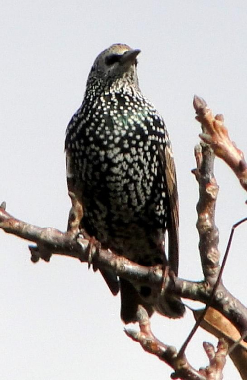 Szpak zwyczajny - Sturnus vulgaris . Data : 26.10.2010. Miejscowość : Piaski Wielkopolskie .