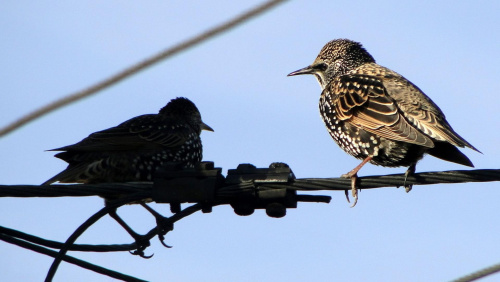 Szpak zwyczajny - Sturnus vulgaris . Data : 29.10.2010. Miejscowość : Piaski Wielkopolskie .