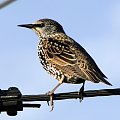 Szpak zwyczajny - Sturnus vulgaris . Data : 29.10.2010. Miejscowość : Piaski Wielkopolskie .