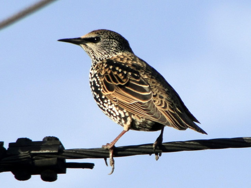 Szpak zwyczajny - Sturnus vulgaris . Data : 29.10.2010. Miejscowość : Piaski Wielkopolskie .