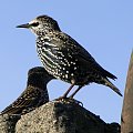 Szpak zwyczajny - Sturnus vulgaris . Data : 29.10.2010. Miejscowość : Piaski Wielkopolskie .