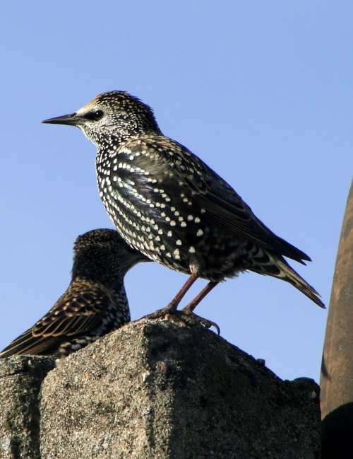 Szpak zwyczajny - Sturnus vulgaris . Data : 29.10.2010. Miejscowość : Piaski Wielkopolskie .