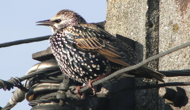 Szpak zwyczajny - Sturnus vulgaris . Data : 29.10.2010. Miejscowość : Piaski Wielkopolskie .